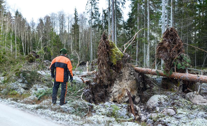 juurineen kaatunut puu metsässä