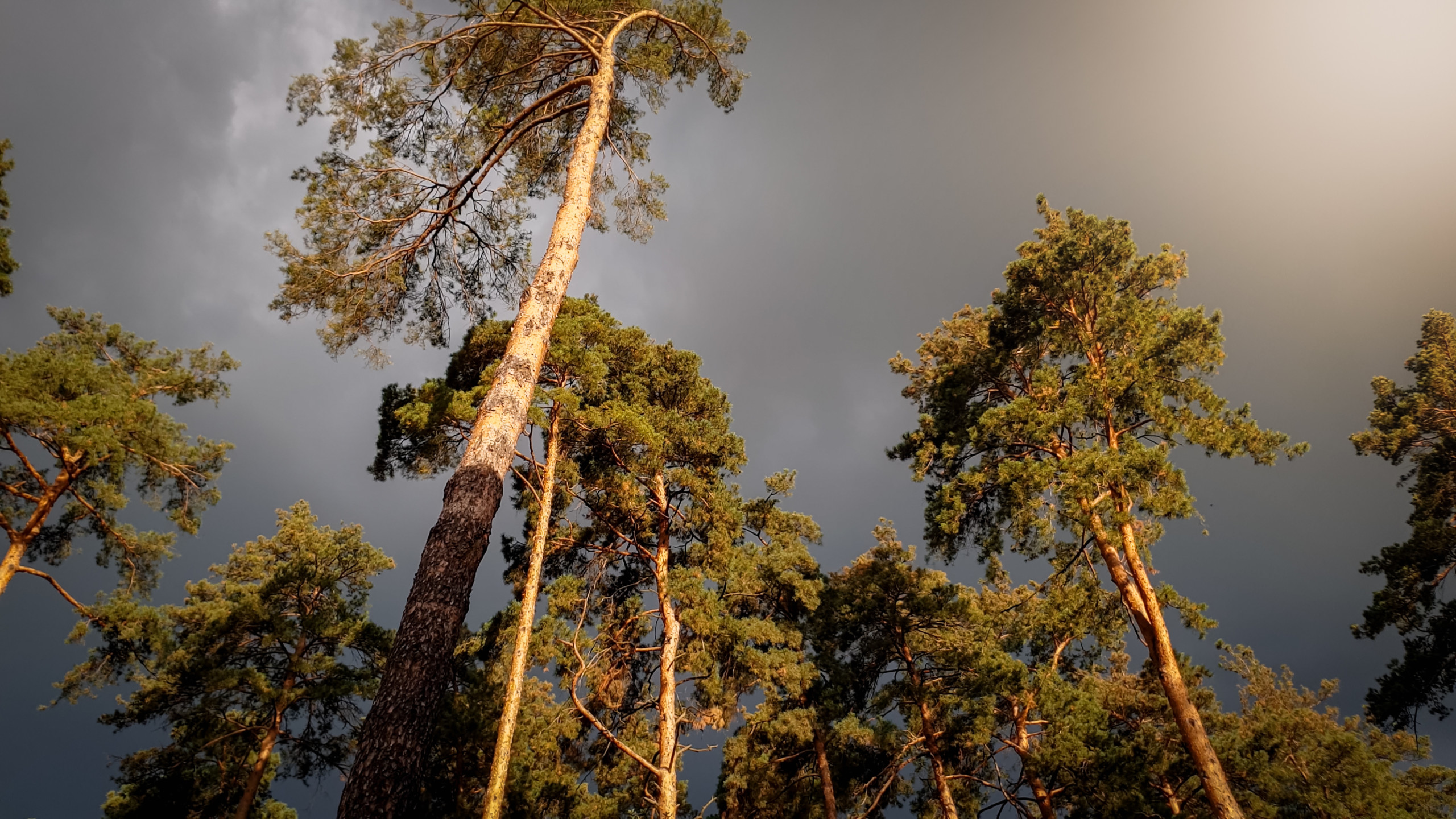Beautiful landscape image of high pine tree in forest against dark sky with heavy rainy clouds