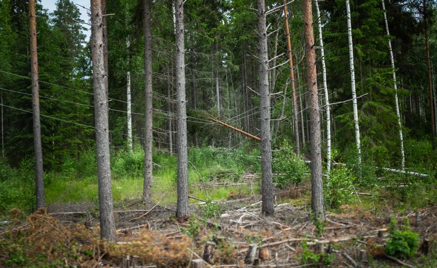 Myrskyn tuhoama metsä ja sähkölinja